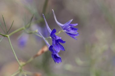 Forking larkspur , Consolida regalis.      