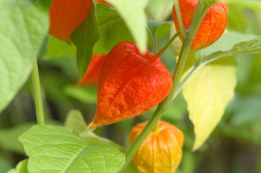 Bir mesane kiraz kırmızı kabuğu ile Meyve, Physalis alkekengi