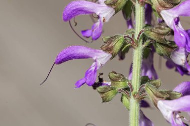 Bir Çin adaçayı çiçekleri, Salvia miltiorrhiza