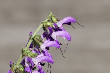 Bir Çin adaçayı çiçekleri, Salvia miltiorrhiza