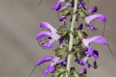 Bir Çin adaçayı çiçekleri, Salvia miltiorrhiza