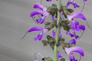 Bir Çin adaçayı çiçekleri, Salvia miltiorrhiza