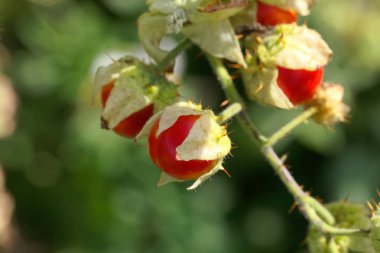 Yapışkan bir nightshade meyve, Solanum sisymbriifolium