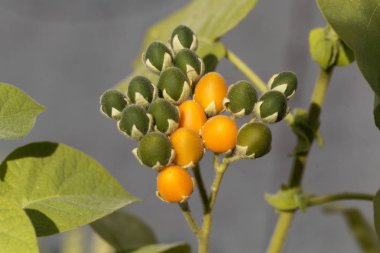 Bir cüce tamarillo sarı ve yeşil meyveler, Solanum abutiloides