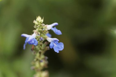 Bir bataklık adaçayı çiçeği, salvia uliginosa