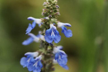 Bir bataklık adaçayı çiçeği, salvia uliginosa