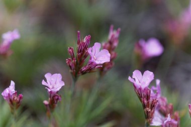 Dikenli bir tutumlu çiçek, Acantholimon glumaceum