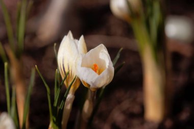 Crocus chrysanthus varyasyon Kar kiraz kuşu.