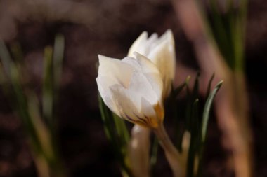 Crocus chrysanthus varyasyon Kar kiraz kuşu.