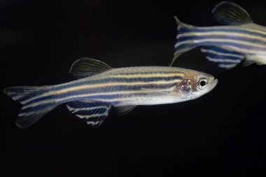 Zebra balığı (Danio rerio) siyah arka plan ile. 
