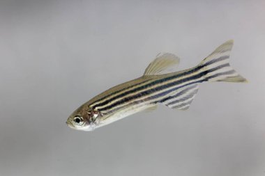 Beyaz arkaplanlı Zebrafish (Danio rerio). 