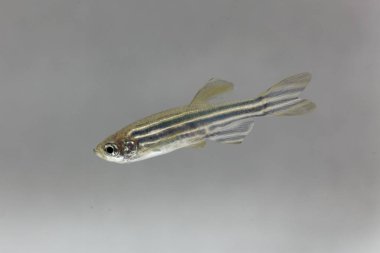 Beyaz arkaplanlı Zebrafish (Danio rerio). 