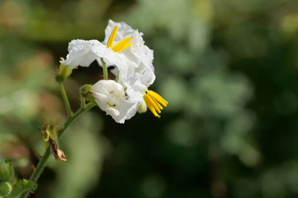 La flor de la sombrilla pegajosa, Solanum sisymbriifolium , — Foto de Stock