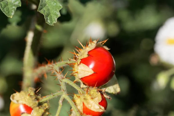 粘着性のあるナイトシェードの果実、ソラナム・シシムブリフォリウム — ストック写真