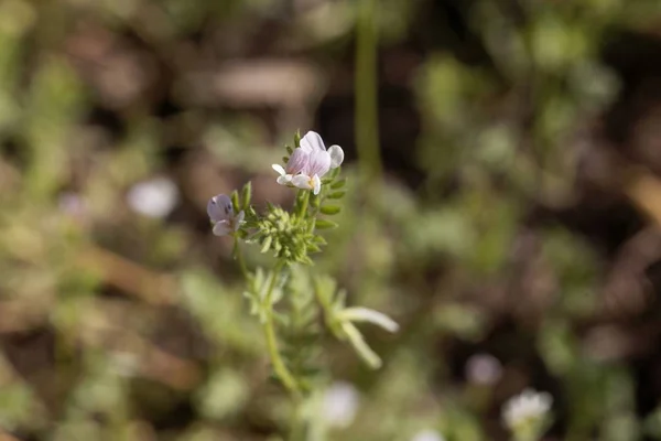 Fleur d'une serradella, Ornithopus sativus . — Photo