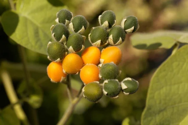 Frutos amarelos e verdes de um tamarillo anão, Solanum abutiloides — Fotografia de Stock