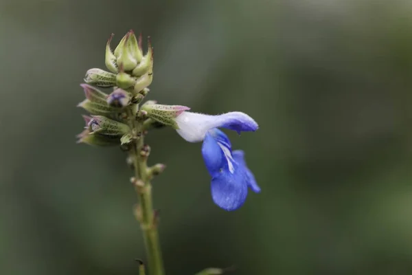 沼のセージの花、サルビア・ウリギノーサ — ストック写真