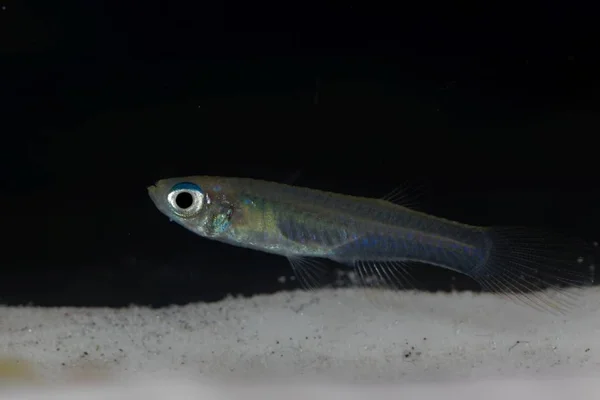 Norman lampeye, poropanchax normani, ein kleiner Zierfisch aus Afrika — Stockfoto