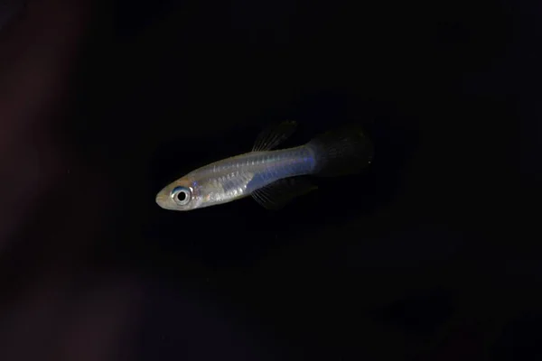 Norman lampeye, Poropanchax normani, un piccolo pesce ornamentale dell'Africa — Foto Stock