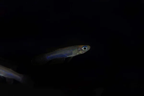 Norman lampeye, Poropanchax normani, un pequeño pez ornamental de África — Foto de Stock