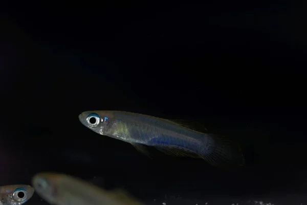 Norman Lampeye, Poropanchax normani, um pequeno peixe ornamental da África — Fotografia de Stock