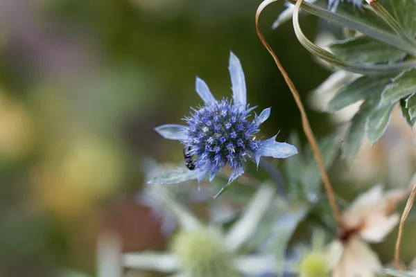 Цветок синей эринго, Eryngium planum . — стоковое фото