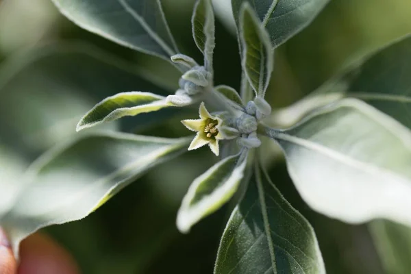 Flor de uma fábrica de ashwagandha, Withania somnifera — Fotografia de Stock