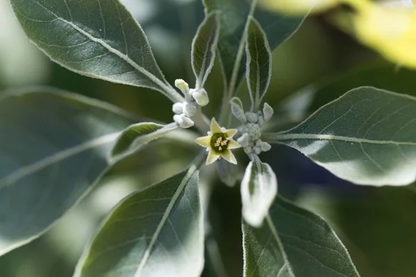 Flor de una planta de ashwagandha, Withania somnifera — Foto de Stock