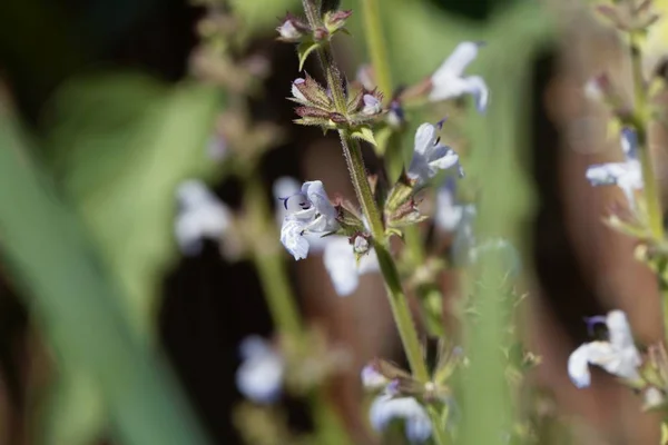 Kwiat gatunku Szałwia Salvia repens, — Zdjęcie stockowe