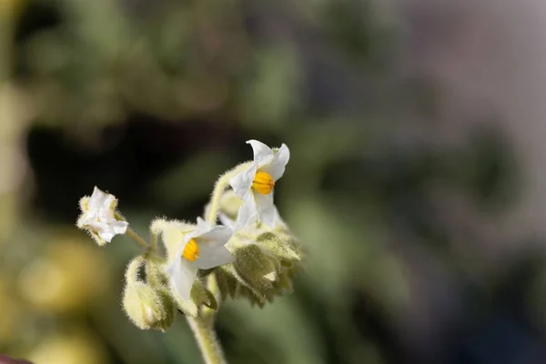 Törpe TAmarillo virágok, Solanum abutiloides. — Stock Fotó