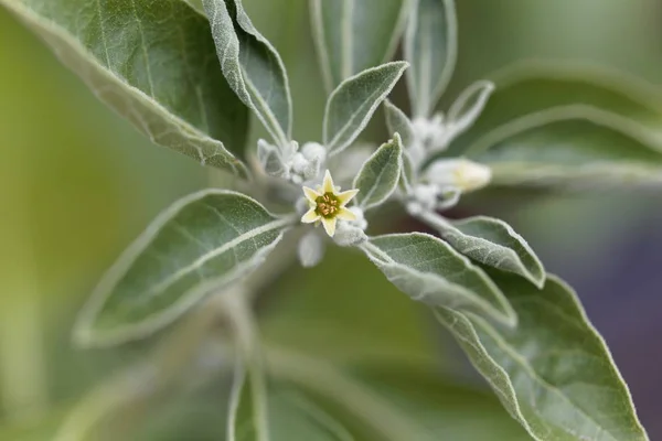 Ashwagandha bitkisinin çiçeği, Withania somnifera
