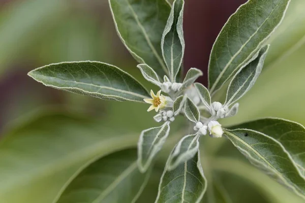 Flor de una planta de ashwagandha, Withania somnifera — Foto de Stock