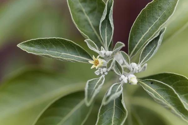 Flor de uma fábrica de ashwagandha, Withania somnifera — Fotografia de Stock