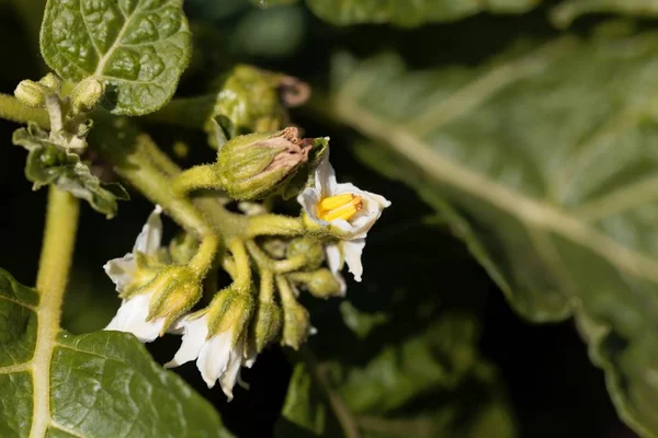 Flor de uma baga de grinalda, Solanum viride — Fotografia de Stock