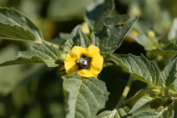 Bir Tomatillo Çiçeği, Physalis philadelphica