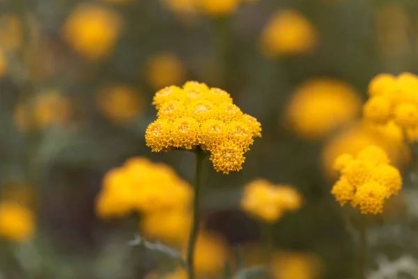 Цветок Lonas annua — стоковое фото