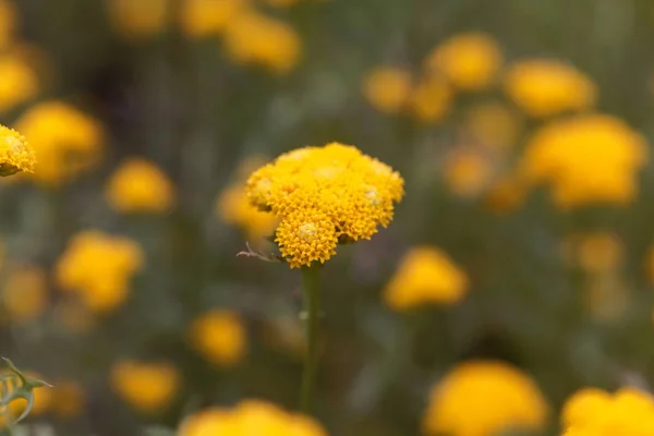 Lonas annua çiçeği — Stok fotoğraf