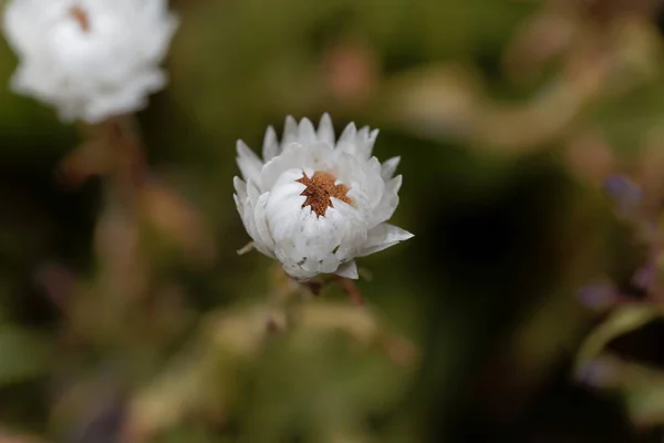 Flower of the straw flower helichrysum bellum