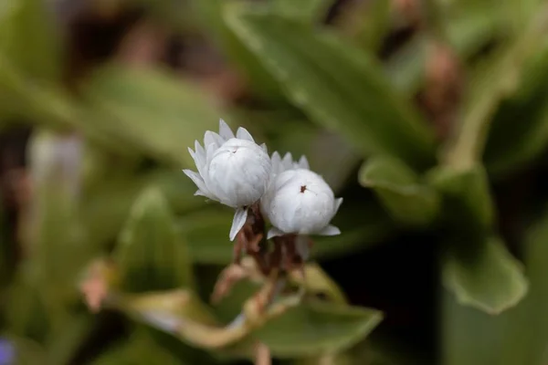 Flor de la flor de paja helichrysum bellum — Foto de Stock