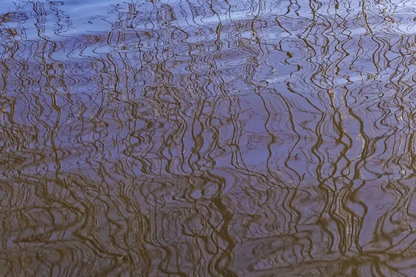 Отражения ветвей в воде — стоковое фото