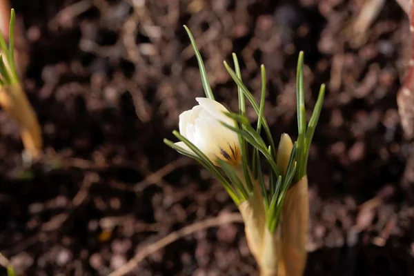 Crocus chrysanthus variation Bruant des neiges . — Photo