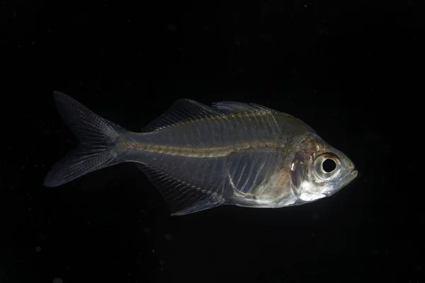 インドのガラスの魚(パランバシスランガ) — ストック写真