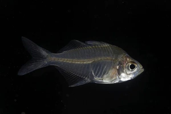 Peces vidriosos de la India (Parambassis ranga ) —  Fotos de Stock