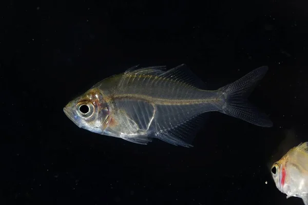 Peces vidriosos de la India (Parambassis ranga ) — Foto de Stock