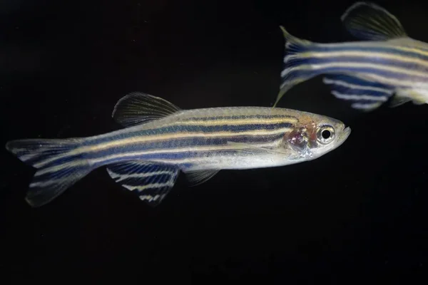 Zebra balığı (Danio rerio) siyah arka plan ile. 