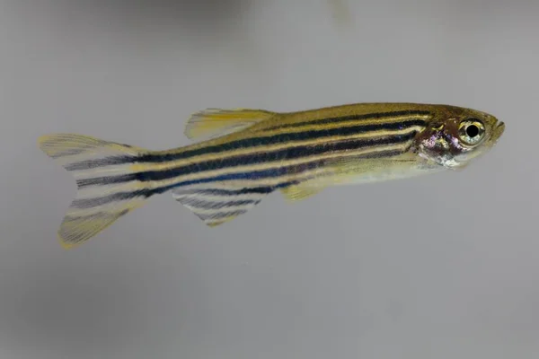 Pez cebra (Danio rerio) con un fondo blanco . — Foto de Stock