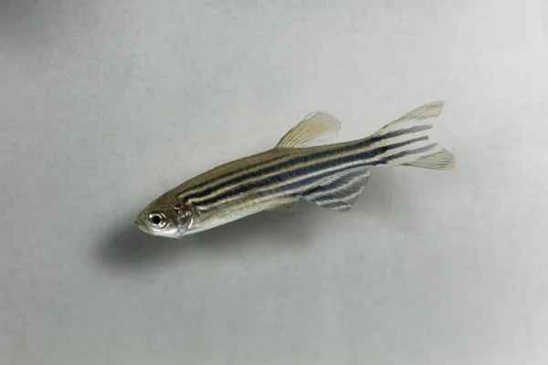 Peixe-zebra (Danio rerio) com fundo branco . — Fotografia de Stock