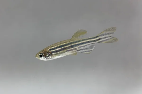 Zebrafish (Danio rerio) на белом фоне . — стоковое фото