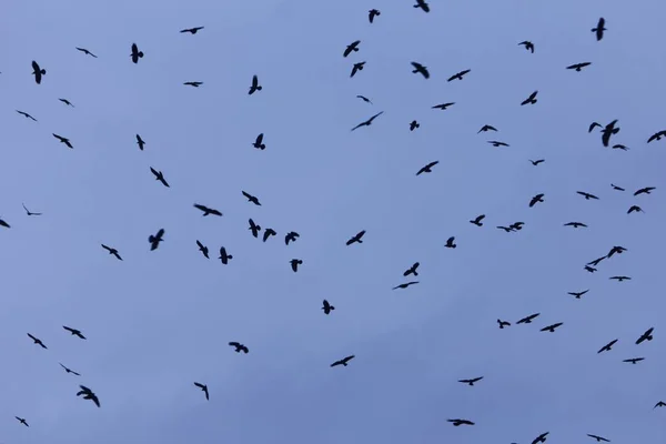 Enjambre de torres (Corvus frugilegus) con un cielo azul oscuro . — Foto de Stock