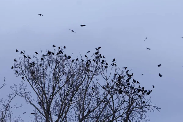 Schwarm von Saatkrähen (corvus frugilegus) auf einem ruhenden Baum — Stockfoto